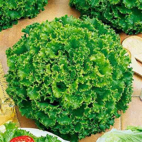 Салат Кучерявец Одесский, семена рисунок 1 артикул 70174