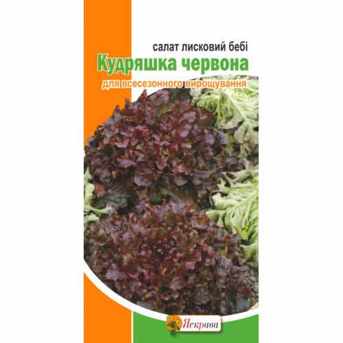 Салат листовой Бэби Кудряшка фиолетовая рисунок 1 артикул 90516