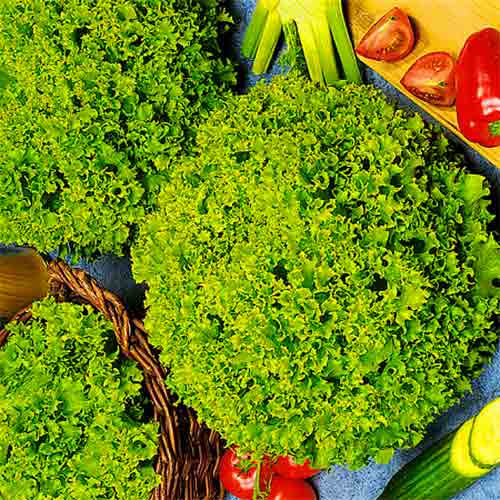 Салат Лолло Біонда, насіння артикул фото 1 Салат Лолло Біонда, насіння зображення 1 артикул 70175