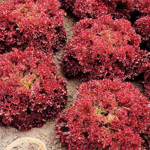 Салат Лолло Росса розовый, семена рисунок 1 артикул 70176