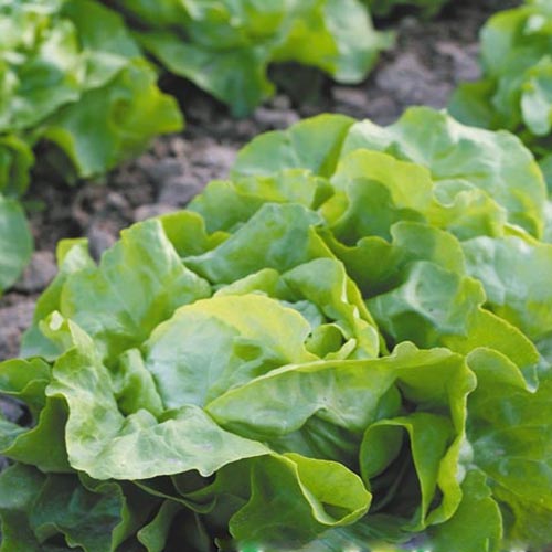 Салат маслянистий Дивовижний, насіння зображення 1 артикул 65355