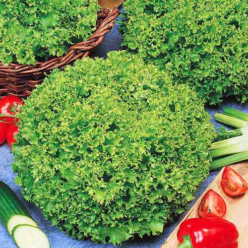 Салат напівголовчастий Левістро зображення 1 артикул 72525