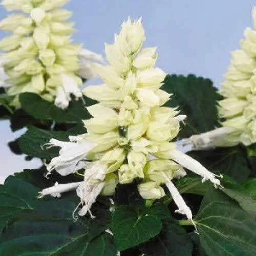 Сальвія Аморе біла Садиба центр зображення 1 артикул 89675