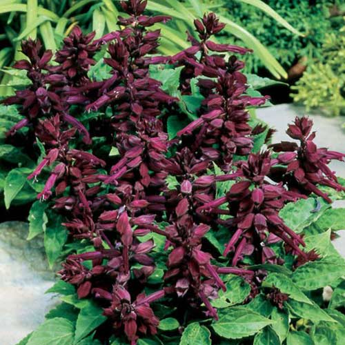 Сальвія Аморе пурпурова Садиба центр зображення 1 артикул 89676