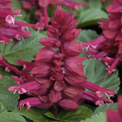 Сальвія Аморе сливова Садиба центр зображення 1 артикул 89678