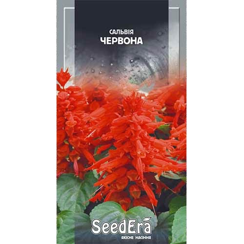 Сальвія блискуча червона Seedera зображення 1 артикул 89992
