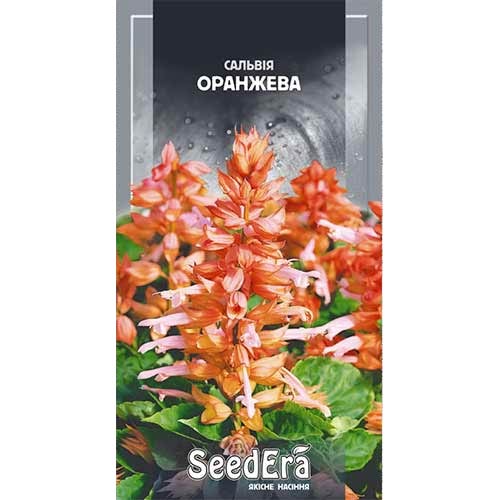 Сальвія блискуча оранжева Seedera зображення 1 артикул 89989
