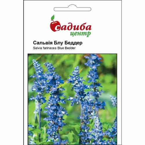 Сальвія Блу Беддер синя Садиба центр артикул фото 1 Сальвія Блу Беддер синя Садиба центр зображення 1 артикул 77101