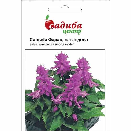 Сальвія Фарао лавандова Садиба центр зображення 1 артикул 89685