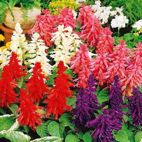 Сальвія Фарао, суміш забарвлень зображення 1 артикул 72531