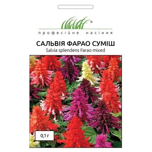 Сальвія Фарао, суміш забарвлень Професійне насіння зображення 1 артикул 95150