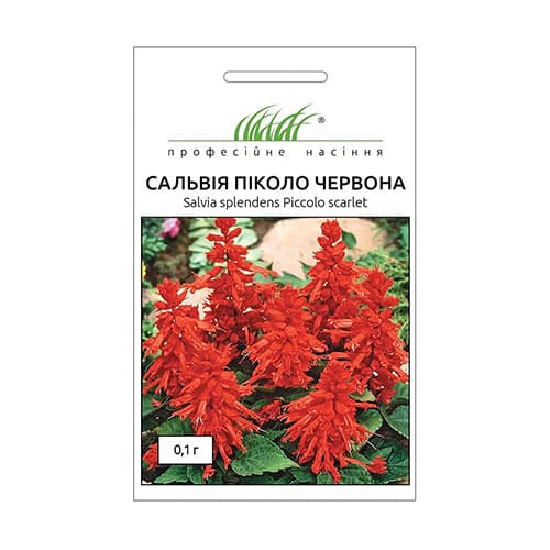 Сальвія Піколо червона Професійне насіння зображення 1 артикул 72530