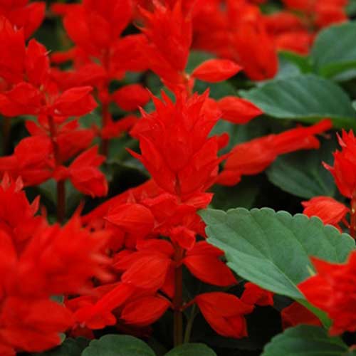 Сальвія Ред Алерт Садиба центр зображення 1 артикул 89679