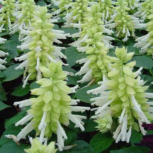 Сальвія Редді біла Садиба центр зображення 1 артикул 89680