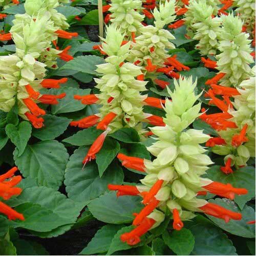 Сальвія Редді Білий Сюрприз Садиба центр зображення 1 артикул 89681