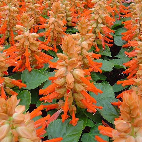 Сальвія Редді лососева Садиба центр зображення 1 артикул 89682