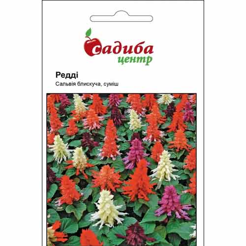 Сальвія Редді, суміш забарвлень зображення 1 артикул 72778