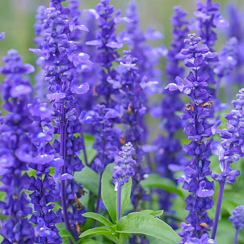 Сальвія Ріо зображення 1 артикул 77103