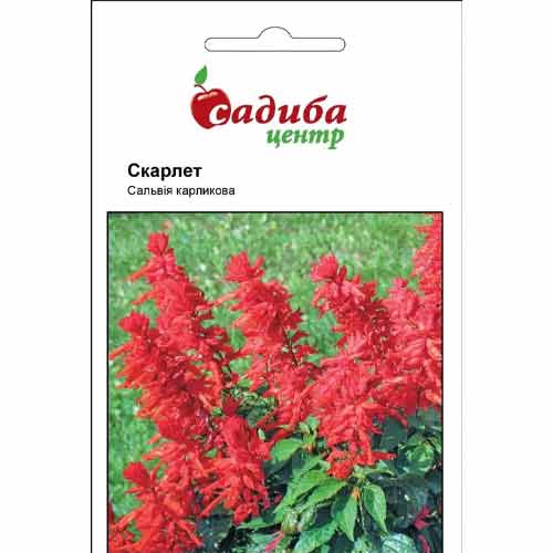 Сальвия Скарлет Садыба центр рисунок 1 артикул 89684