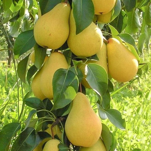 Груша колоновидная Декора артикул фото 1 Груша колоновидная Декора рисунок 1 артикул 1905