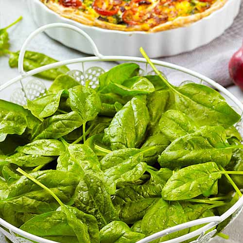 Щавель Широколистный Seedera рисунок 1 артикул 65665