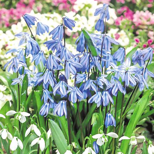 Сцилла Сіберіка зображення 1 артикул 67446