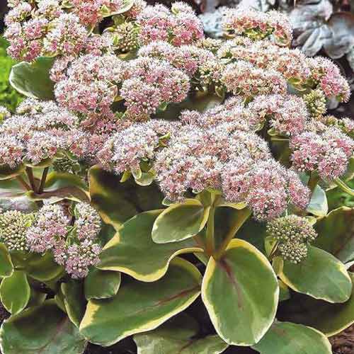 Седум Даймонд Эдж артикул фото 1 Седум Даймонд Эдж рисунок 1 артикул 68731