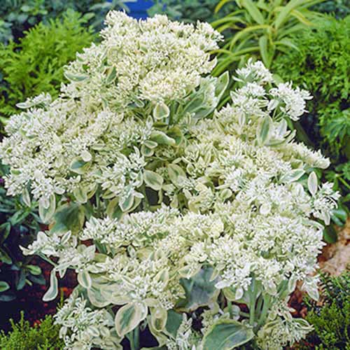 Седум Фрості Морн зображення 1 артикул 70487