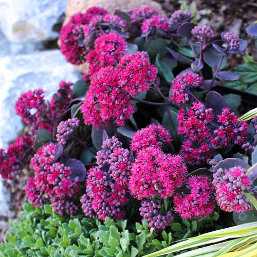 Седум гибридный Амбер Ред артикул фото 1 Седум гибридный Амбер Ред рисунок 1 артикул 68727