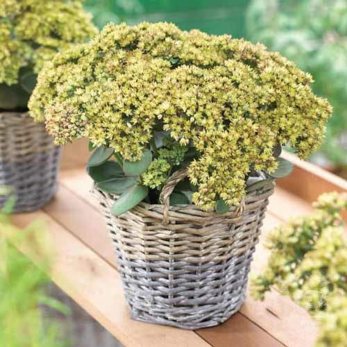 Седум Грин Йеллоу рисунок 1 артикул 68730