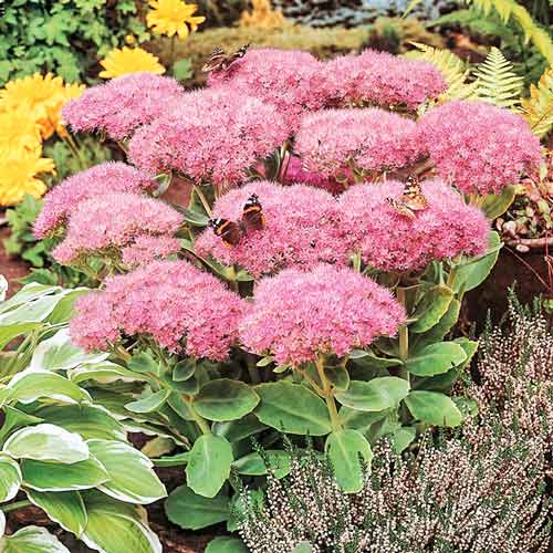 Седум Кармен, саженцы артикул фото 1 Седум Кармен, саженцы рисунок 1 артикул 76145