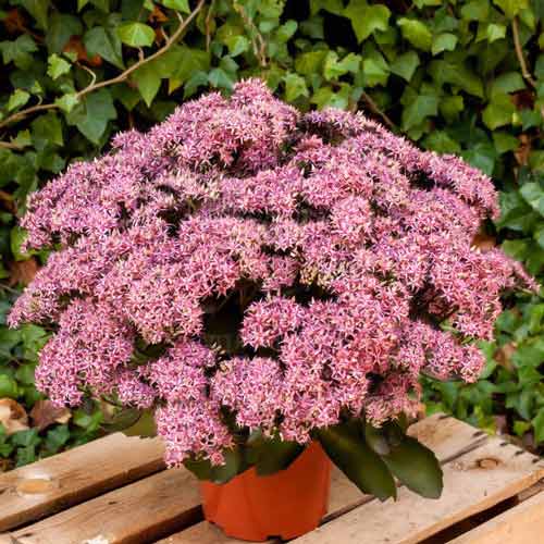 Седум Клауд Уолкер рисунок 1 артикул 68736