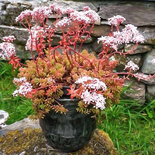 Седум Корал Карпет, саженцы артикул фото 1 Седум Корал Карпет, саженцы рисунок 1 артикул 68732