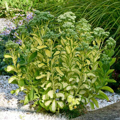 Седум Медиовариегатум артикул фото 1 Седум Медиовариегатум рисунок 1 артикул 76144