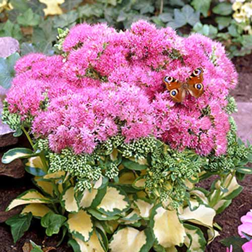 Седум (очиток) Медиовариегатум рисунок 1 артикул 70486