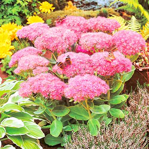 Седум (Очиток) Spectabile Carmen зображення 1 артикул 70485