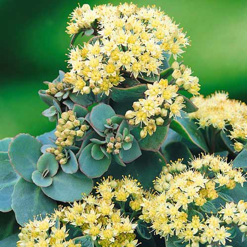 Седум седакшн Грин Йеллоу артикул фото 1 Седум седакшн Грин Йеллоу рисунок 1 артикул 68738