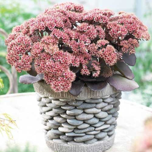 Седум седакшн Грин Пинк артикул фото 1 Седум седакшн Грин Пинк рисунок 1 артикул 68737