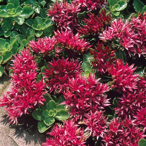 Седум Спуриум (Sedum Spurium) артикул фото 1 Седум Спуриум (Sedum Spurium) рисунок 1 артикул 2990