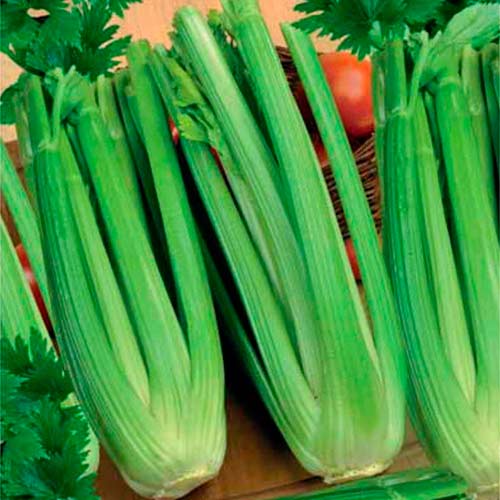 Селера черешкова Аніта зображення 1 артикул 65971