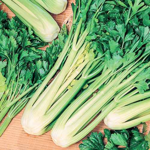 Селера черешкова Супер Грін зображення 1 артикул 72540