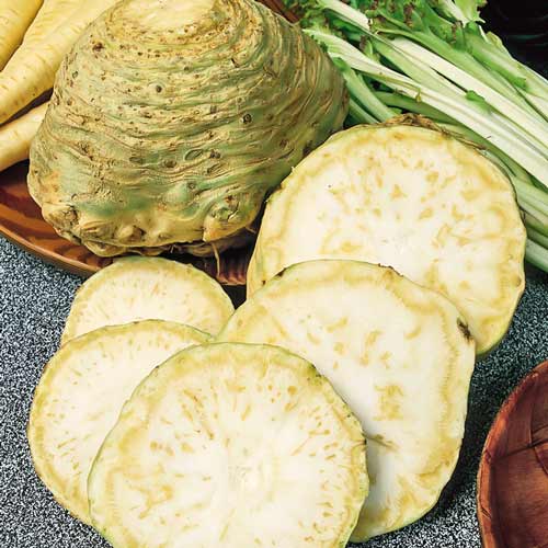 Сельдерей корневой Целитель Seedera рисунок 1 артикул 66509