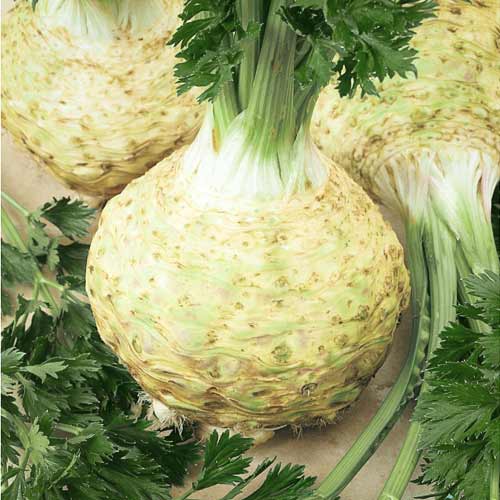 Селера коренева Президент, насіння зображення 1 артикул 65499