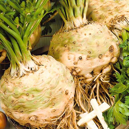 Сельдерей корневой Яблочный Seedera рисунок 1 артикул 66510