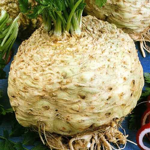 Селера Королівська ніч зображення 2 артикул 65219