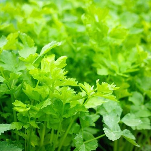 Селера листова Амстердам, насіння зображення 1 артикул 65481