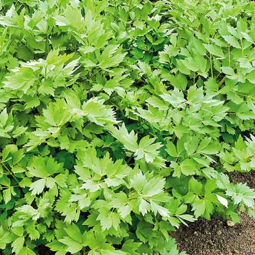 Селера листова Амстердам зображення 1 артикул 72537