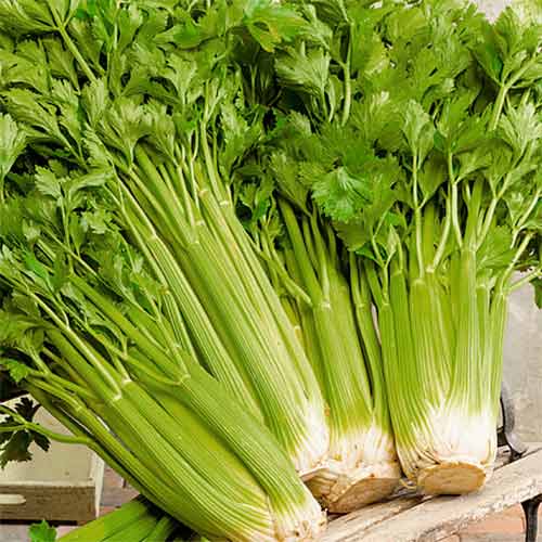 Селера листова Ніжна, насіння зображення 1 артикул 66541