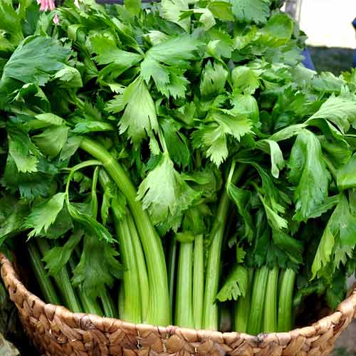 Сельдерей листовой Seedera рисунок 1 артикул 65658