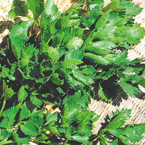 Селера листова Вестленд зображення 1 артикул 72538